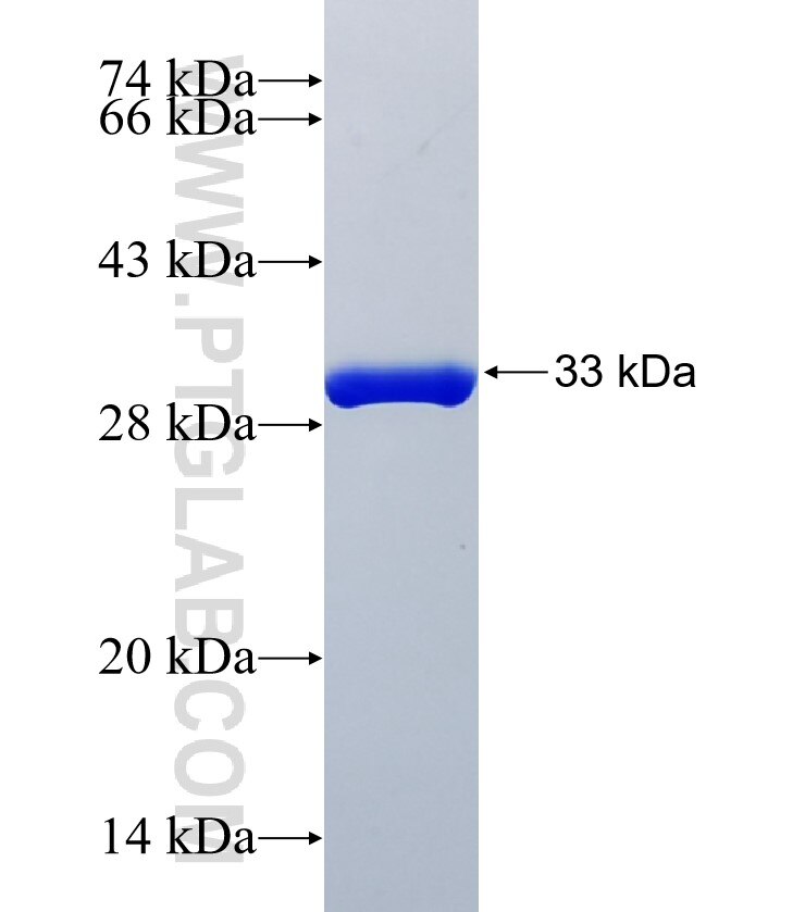 C12orf23 fusion protein Ag35152 SDS-PAGE