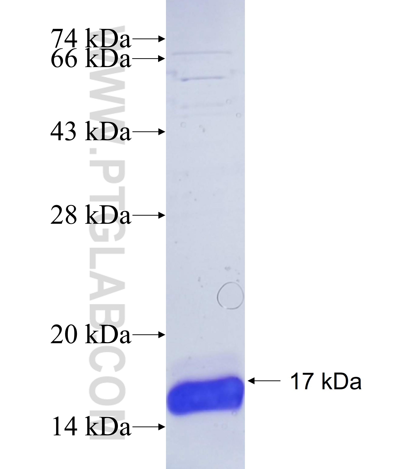 C12orf23 fusion protein Ag35176 SDS-PAGE