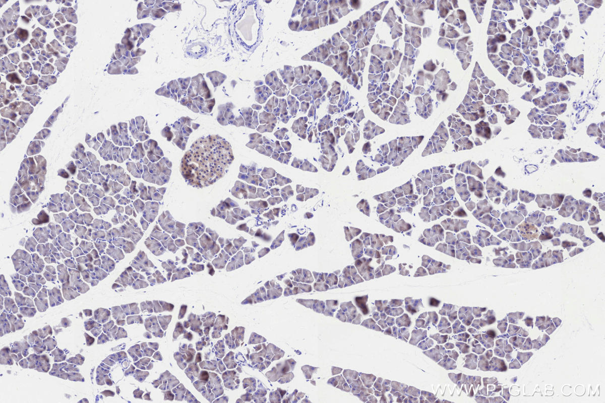 Immunohistochemistry (IHC) staining of mouse pancreas tissue using C12orf29 Recombinant monoclonal antibody (84708-1-RR)