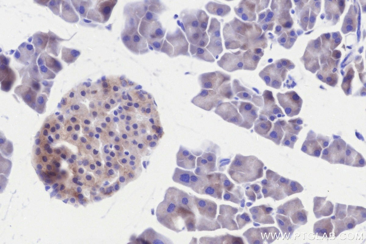Immunohistochemistry (IHC) staining of mouse pancreas tissue using C12orf29 Recombinant monoclonal antibody (84708-1-RR)
