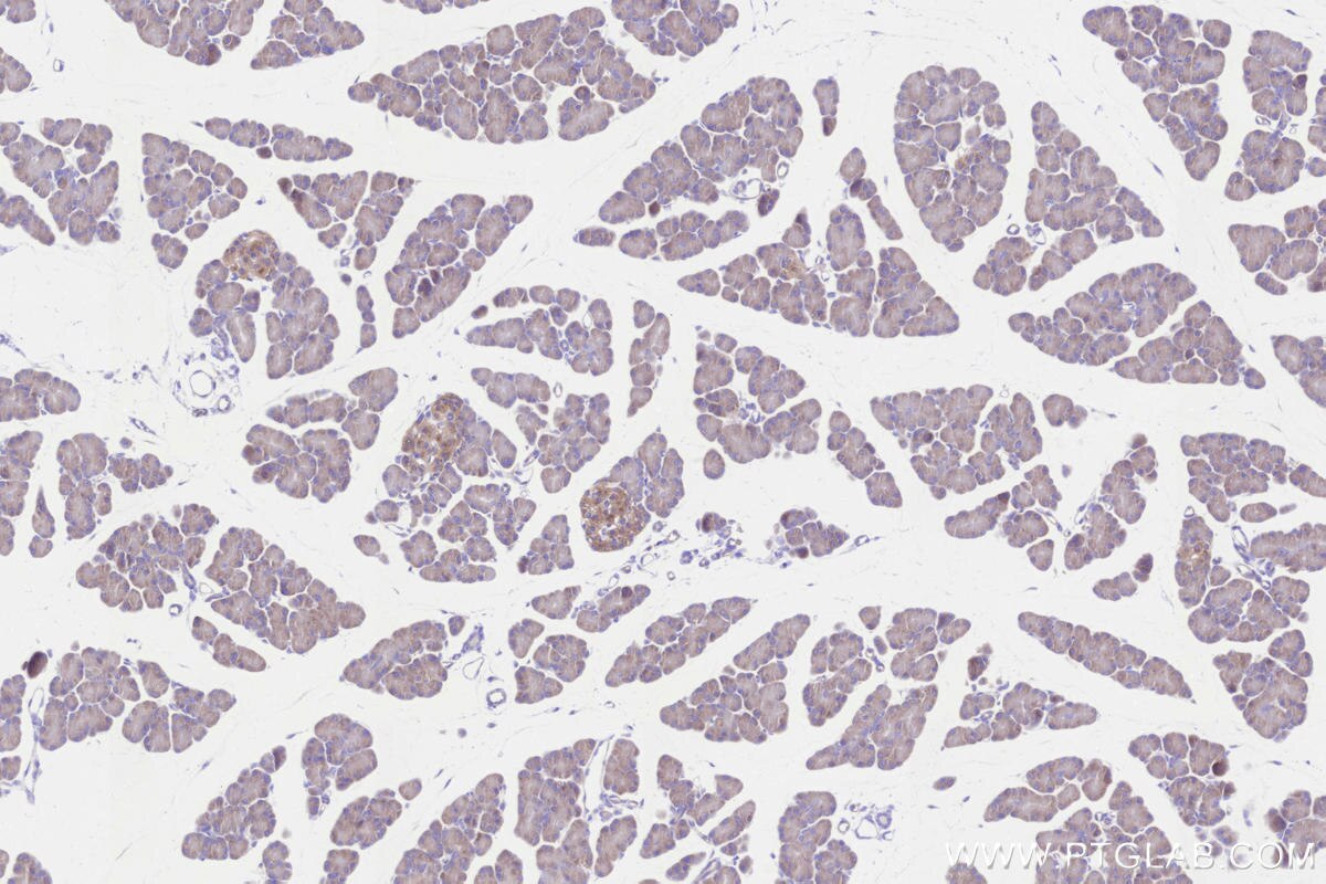 Immunohistochemistry (IHC) staining of rat pancreas tissue using C12orf29 Recombinant monoclonal antibody (84708-1-RR)