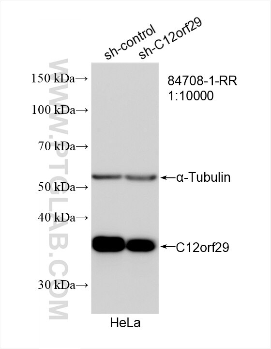 Western Blot (WB) analysis of HeLa cells using C12orf29 Recombinant monoclonal antibody (84708-1-RR)