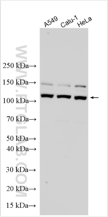 Western Blot (WB) analysis of various lysates using C12orf30 Polyclonal antibody (31748-1-AP)