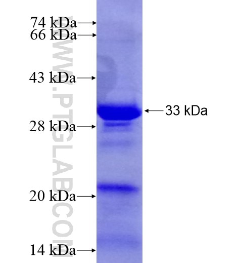 C12orf32 fusion protein Ag14789 SDS-PAGE C12orf32 fusion protein Ag14789 SDS-PAGE