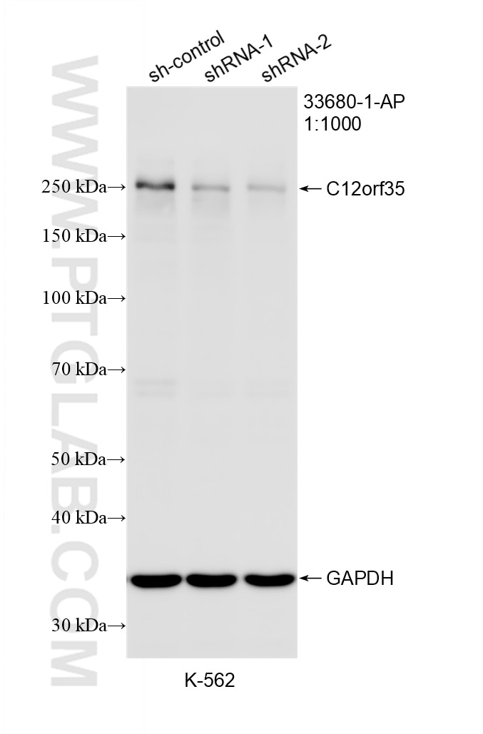 WB analysis of K-562 using 33680-1-AP Western Blot (WB) analysis of K-562 cells using C12orf35 Polyclonal antibody (33680-1-AP)