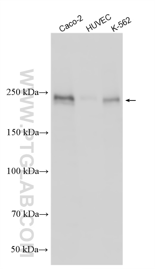 WB analysis using 33680-1-AP Western Blot (WB) analysis of various lysates using C12orf35 Polyclonal antibody (33680-1-AP)