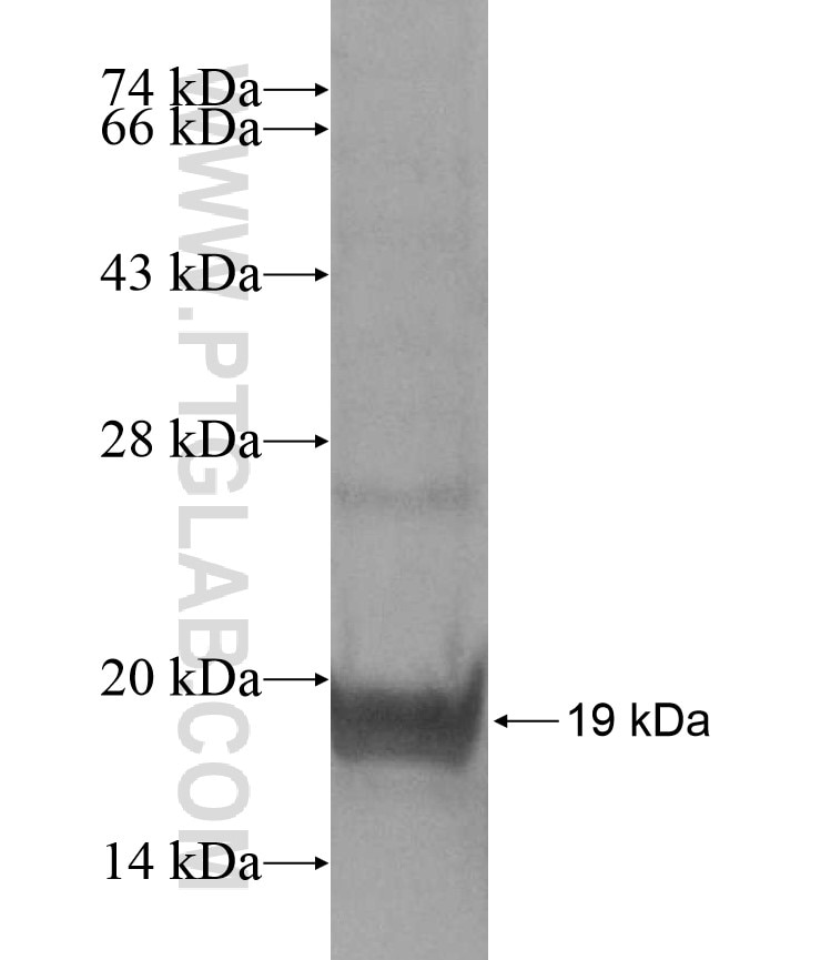 C12orf39 fusion protein Ag16957 SDS-PAGE