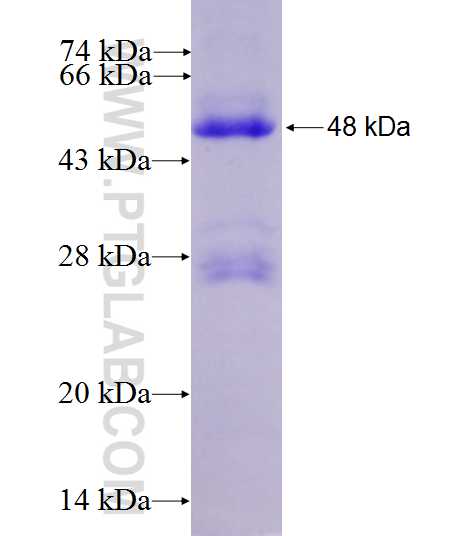 C12orf40 fusion protein Ag27220 SDS-PAGE