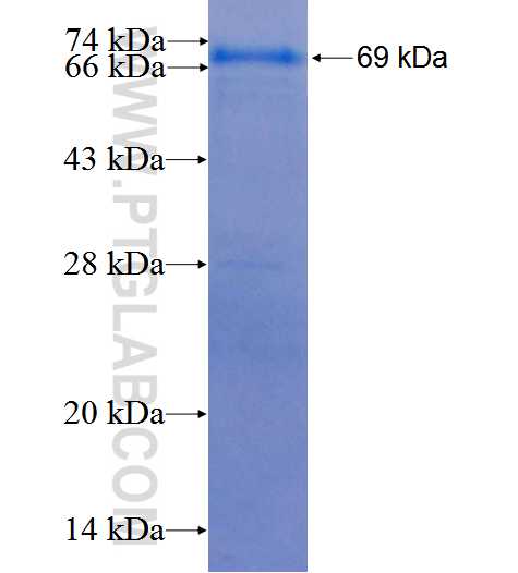 C12orf41 fusion protein Ag25983 SDS-PAGE