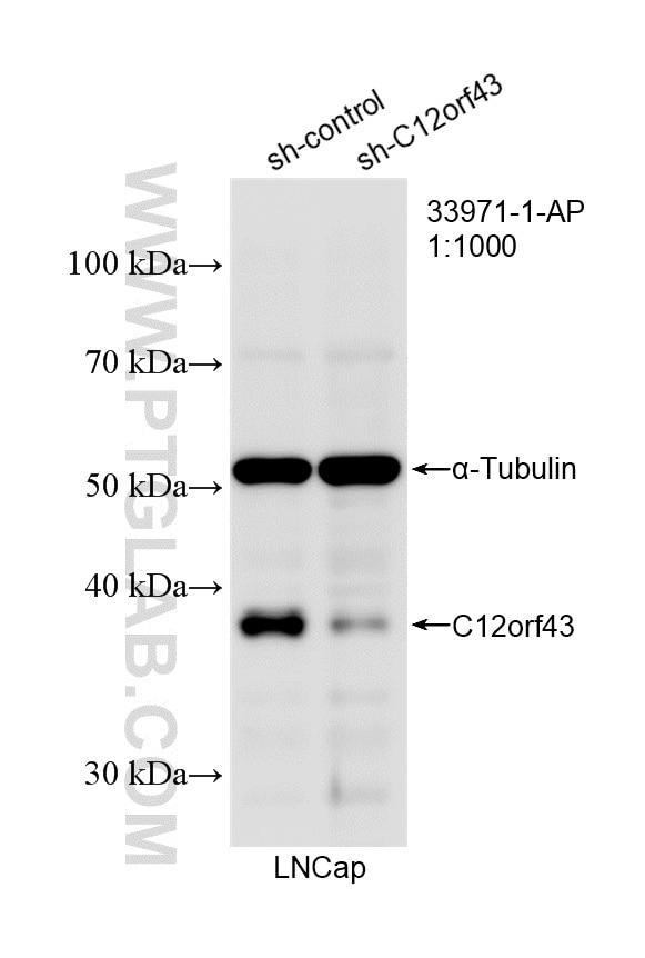 Western Blot (WB) analysis of LNCaP cells using C12orf43 Polyclonal antibody (33971-1-AP)