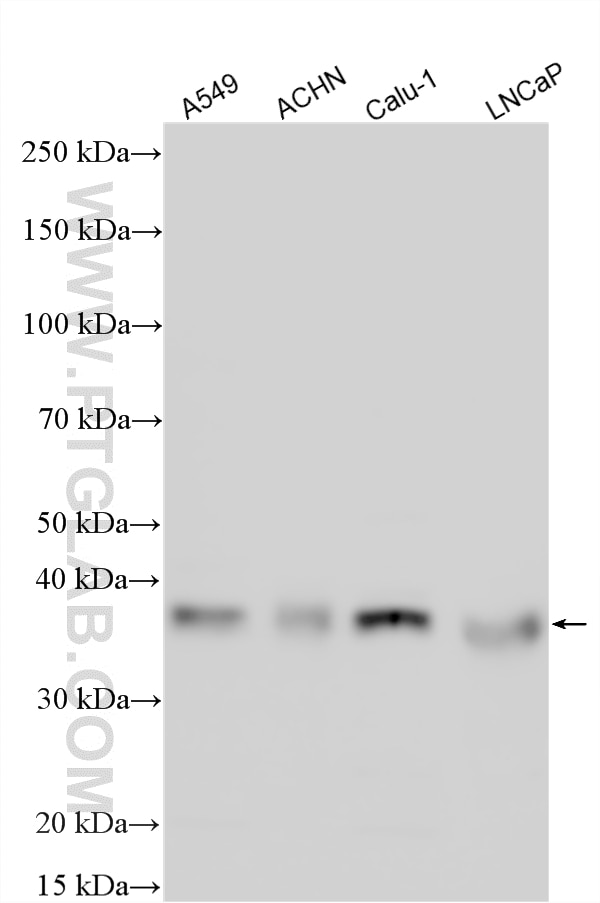 Western Blot (WB) analysis of various lysates using C12orf43 Polyclonal antibody (33971-1-AP)