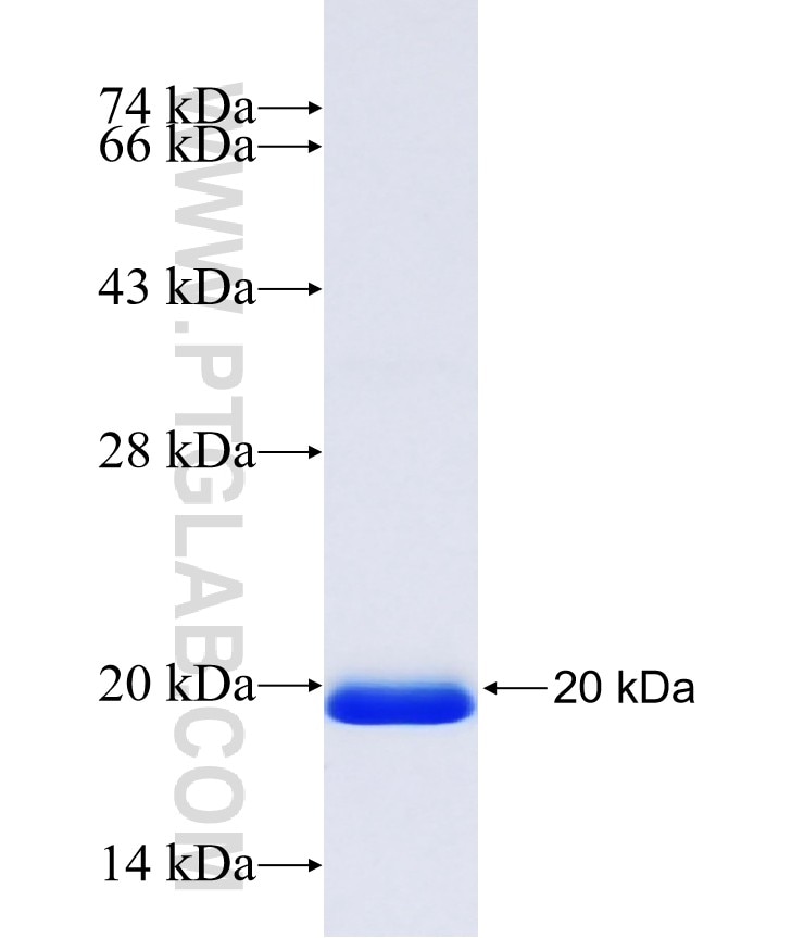 C12orf43 fusion protein Ag40595 SDS-PAGE