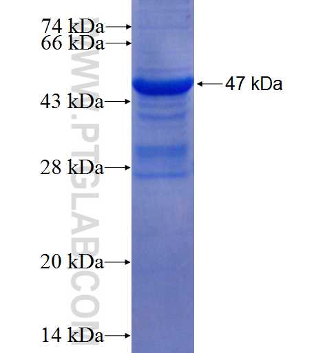 C12orf44 fusion protein Ag22932 SDS-PAGE