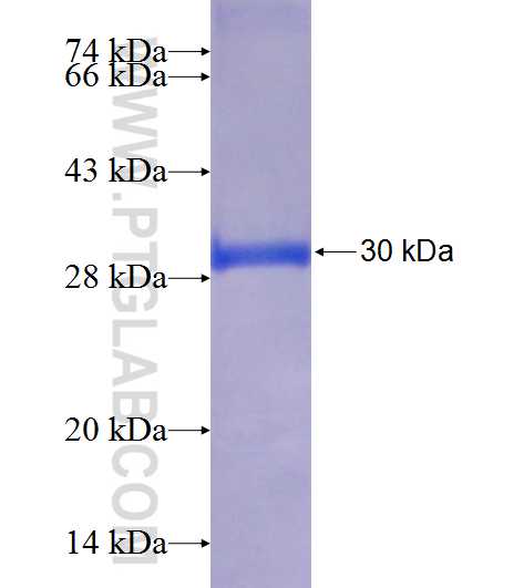 C12orf44 fusion protein Ag22966 SDS-PAGE