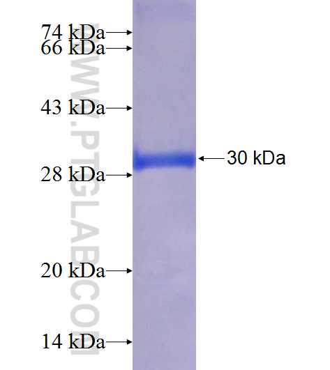 C12orf44 fusion protein Ag22966 SDS-PAGE