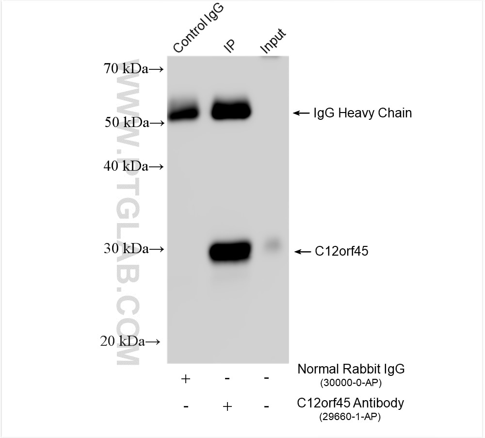 Immunoprecipitation (IP) experiment of HEK-293T cells using C12orf45 Polyclonal antibody (29660-1-AP)