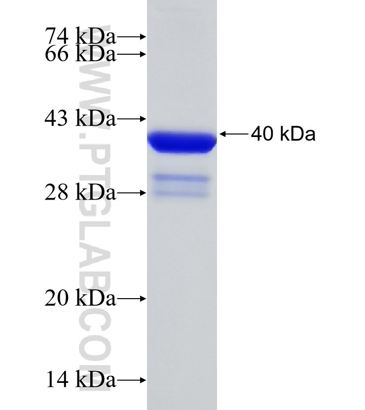 C12orf45 fusion protein Ag31258 SDS-PAGE