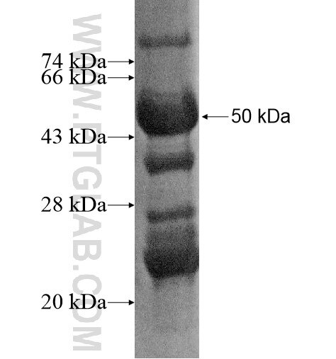 C12orf45 fusion protein Ag15194 SDS-PAGE