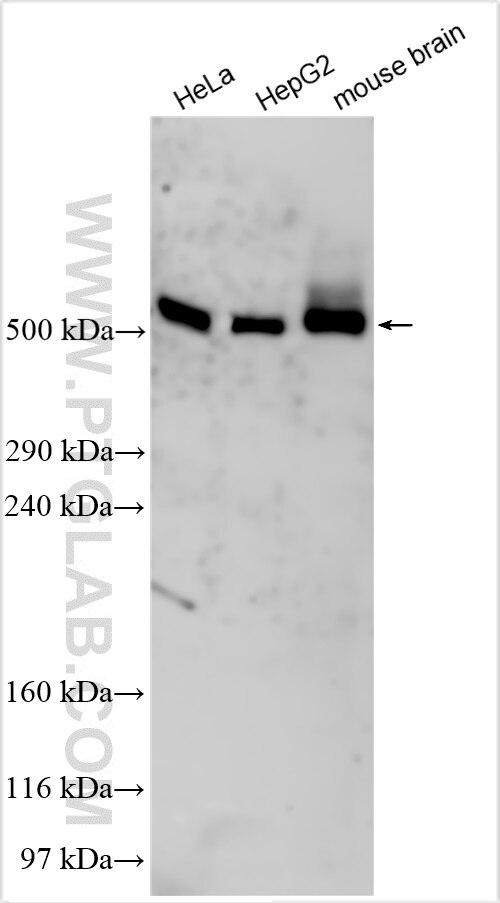Western Blot (WB) analysis of various lysates using C12orf51 Polyclonal antibody (20609-1-AP)