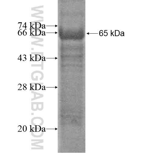C12orf51 fusion protein Ag14614 SDS-PAGE