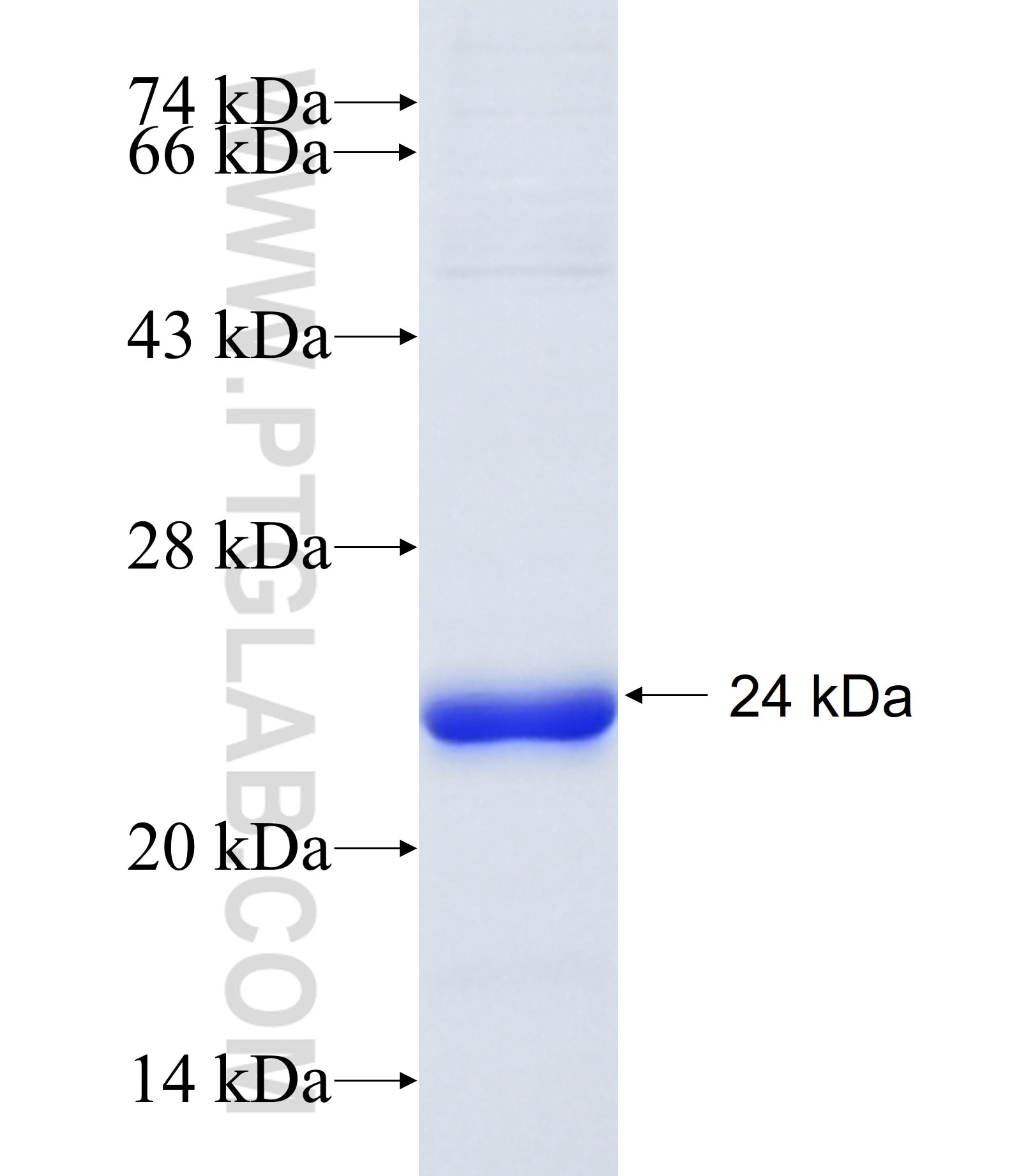 C12orf53 fusion protein Ag34728 SDS-PAGE