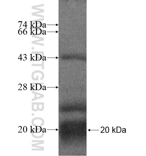 C12orf54 fusion protein Ag15436 SDS-PAGE