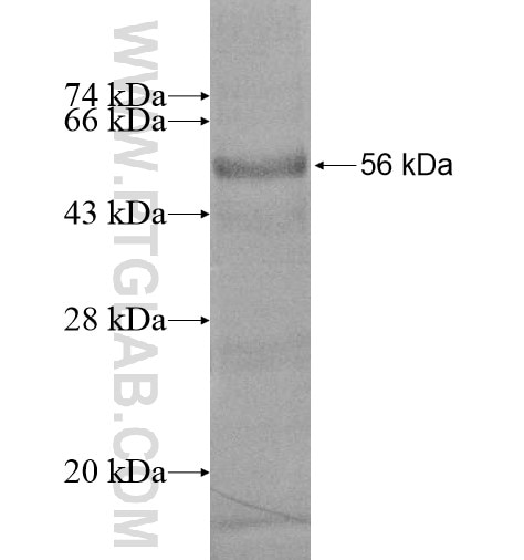 C12orf64 fusion protein Ag15941 SDS-PAGE C12orf64 fusion protein Ag15941 SDS-PAGE