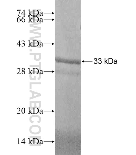 C12orf65 fusion protein Ag19965 SDS-PAGE