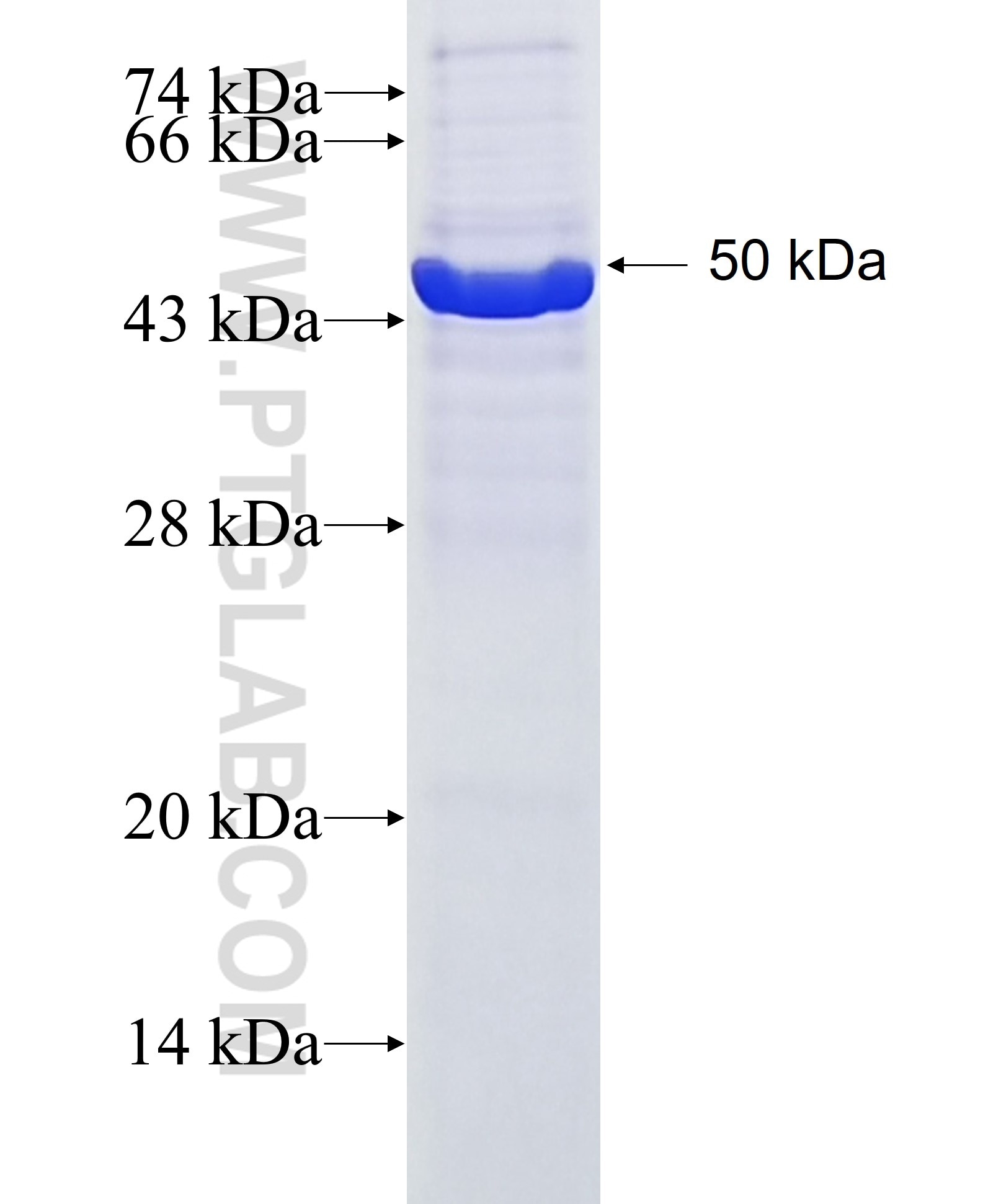 C12orf69 fusion protein Ag23419 SDS-PAGE