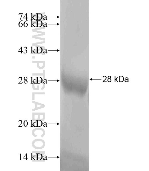C12orf72 fusion protein Ag19798 SDS-PAGE