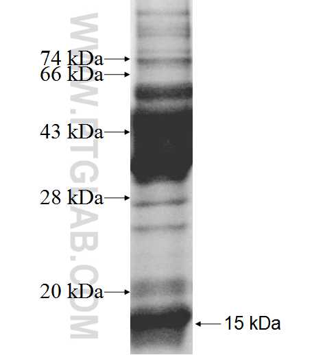 C12orf75 fusion protein Ag9582 SDS-PAGE
