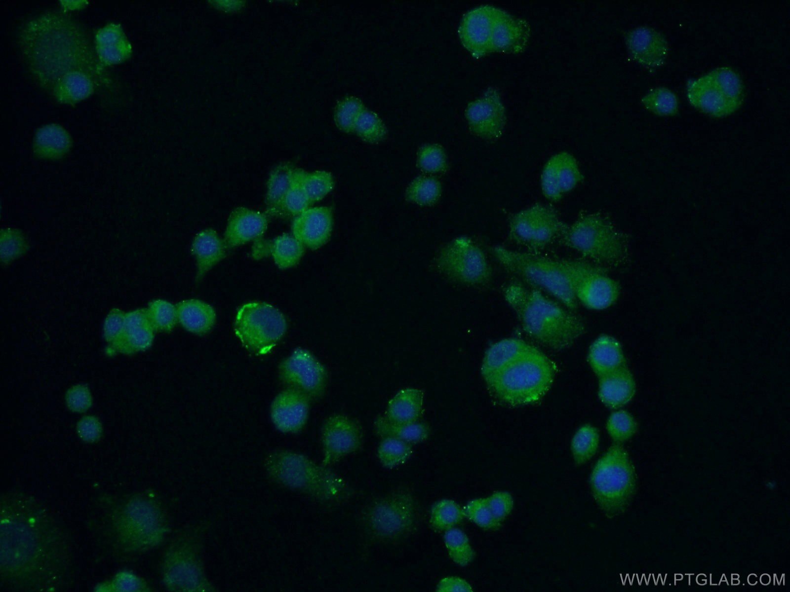Immunofluorescence (IF) / fluorescent staining of PC-12 cells using C13orf1 Polyclonal antibody (26510-1-AP)