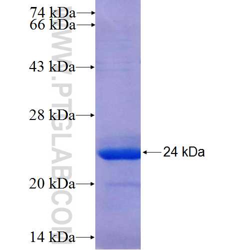 C13orf1 fusion protein Ag23487 SDS-PAGE