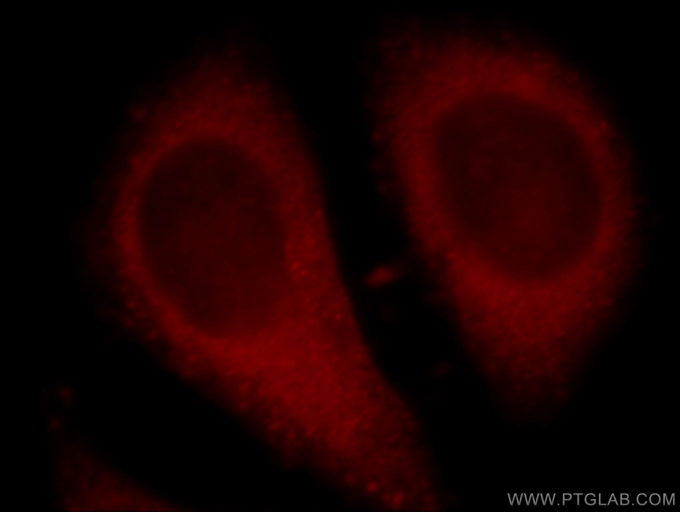 Immunofluorescence (IF) / fluorescent staining of HepG2 cells using C13orf18 Polyclonal antibody (21183-1-AP)