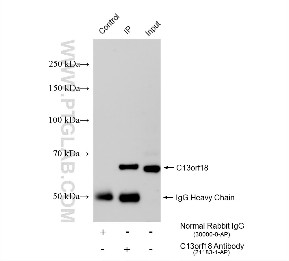 Immunoprecipitation (IP) experiment of MCF-7 cells using C13orf18 Polyclonal antibody (21183-1-AP)