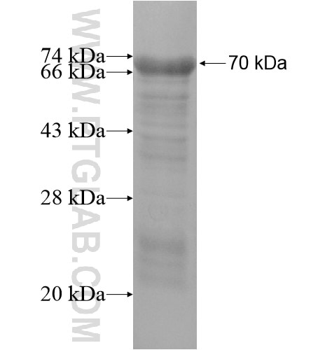 C13orf18 fusion protein Ag15474 SDS-PAGE