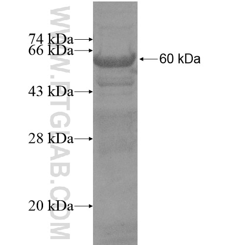 C13orf18 fusion protein Ag15513 SDS-PAGE