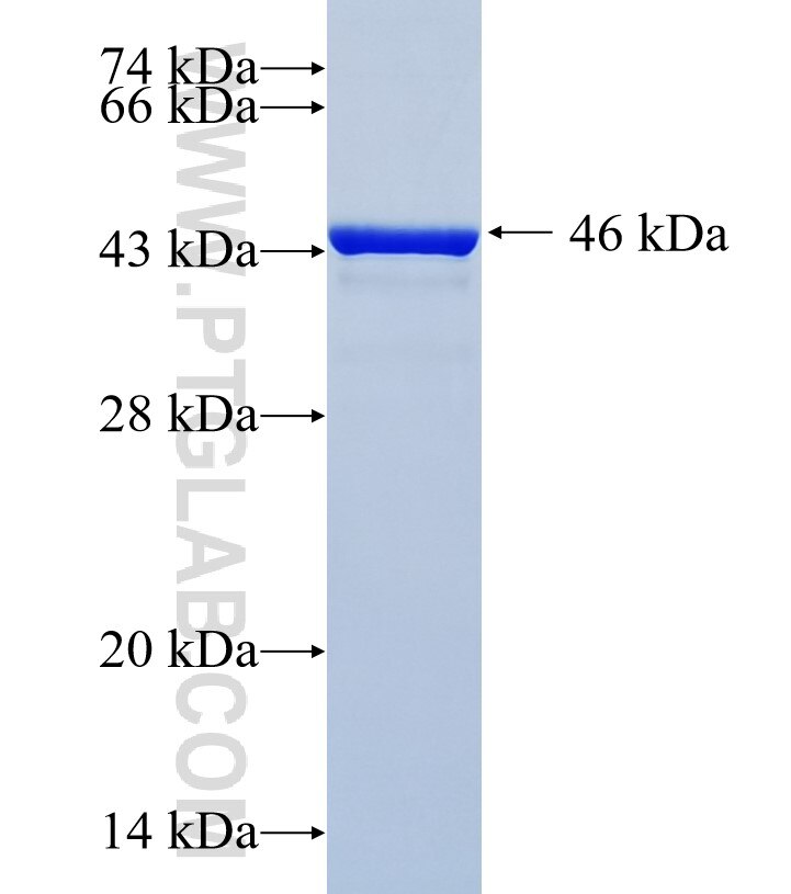 C13orf23 fusion protein Ag35678 SDS-PAGE
