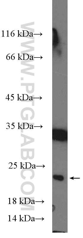 Western Blot (WB) analysis of mouse testis tissue using C13orf27/TEX30 Polyclonal antibody (25408-1-AP)