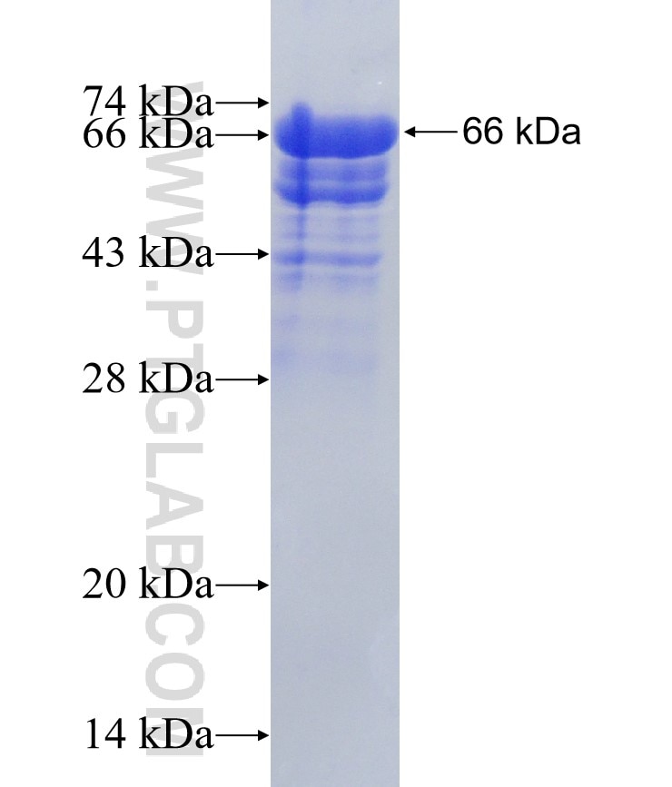 C13orf3 fusion protein Ag23684 SDS-PAGE