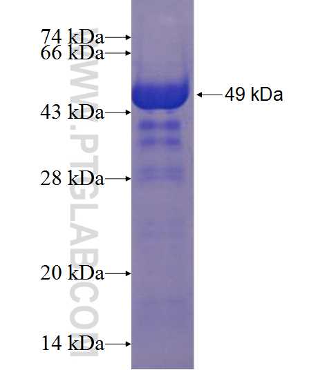 C13orf3 fusion protein Ag23713 SDS-PAGE