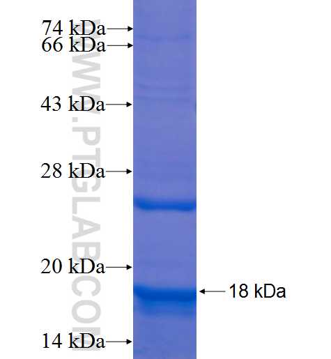 C13orf30 fusion protein Ag22353 SDS-PAGE