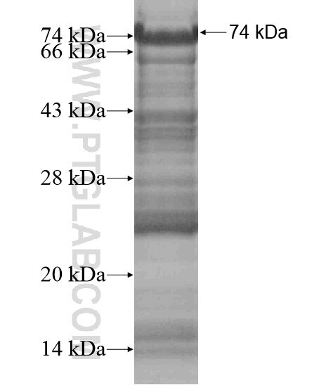 C13orf34 fusion protein Ag18726 SDS-PAGE