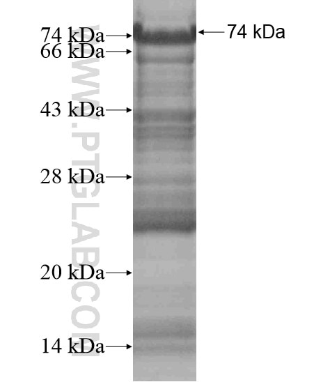 C13orf34 fusion protein Ag18726 SDS-PAGE C13orf34 fusion protein Ag18726 SDS-PAGE