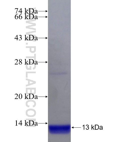 C13orf37 fusion protein Ag21983 SDS-PAGE