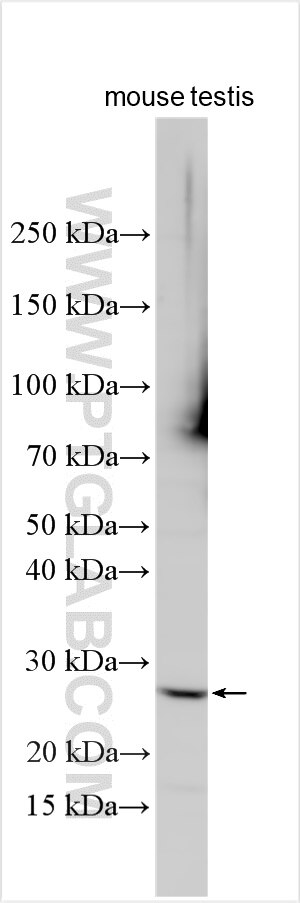 Western Blot (WB) analysis of various lysates using C13orf38 Polyclonal antibody (24533-1-AP)