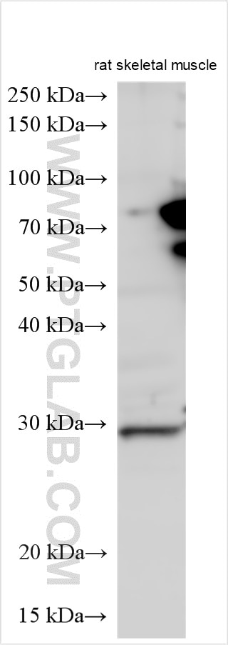 Western Blot (WB) analysis of various lysates using C13orf39 Polyclonal antibody (26260-1-AP)