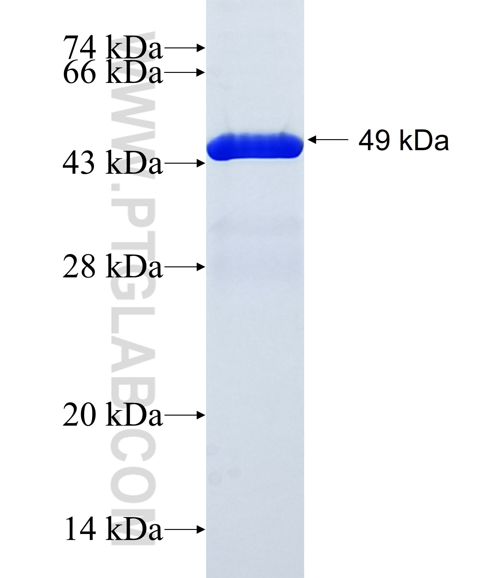 C14orf101 fusion protein Ag38950 SDS-PAGE