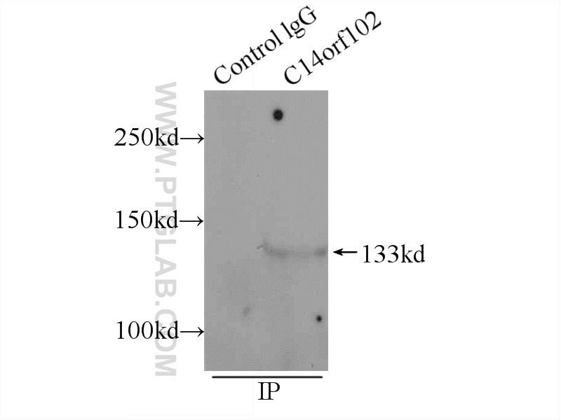 Immunoprecipitation (IP) experiment of MCF-7 cells using NRDE2 Polyclonal antibody (24968-1-AP)