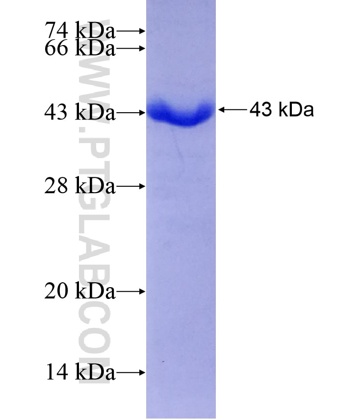 C14orf102 fusion protein Ag21805 SDS-PAGE